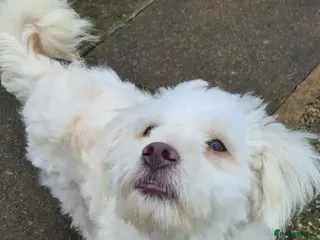 Mixed Breed dogs for adoption: Bonded brothers small breed - Advert 2