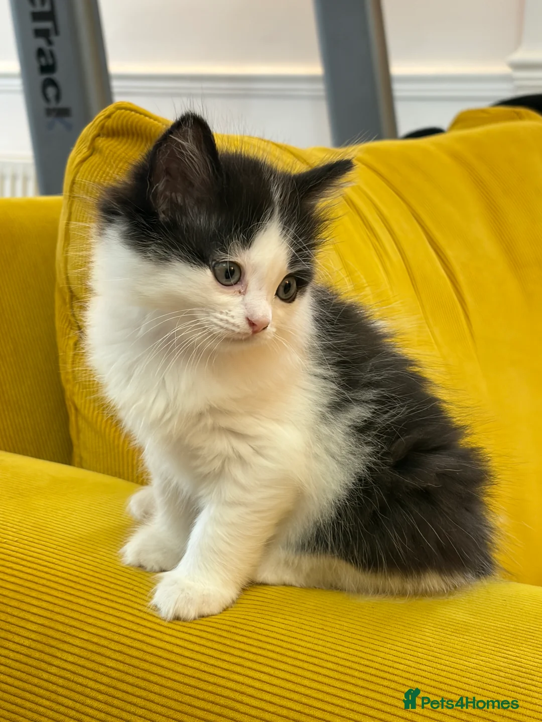 Mixed Breed cats for sale: Ragdoll & Kurilian bobtail mixed - Advert 13