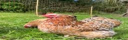 Chickens poultry for sale: Mottled Pekin Fertile bantam hatching eggs  - Advert 2