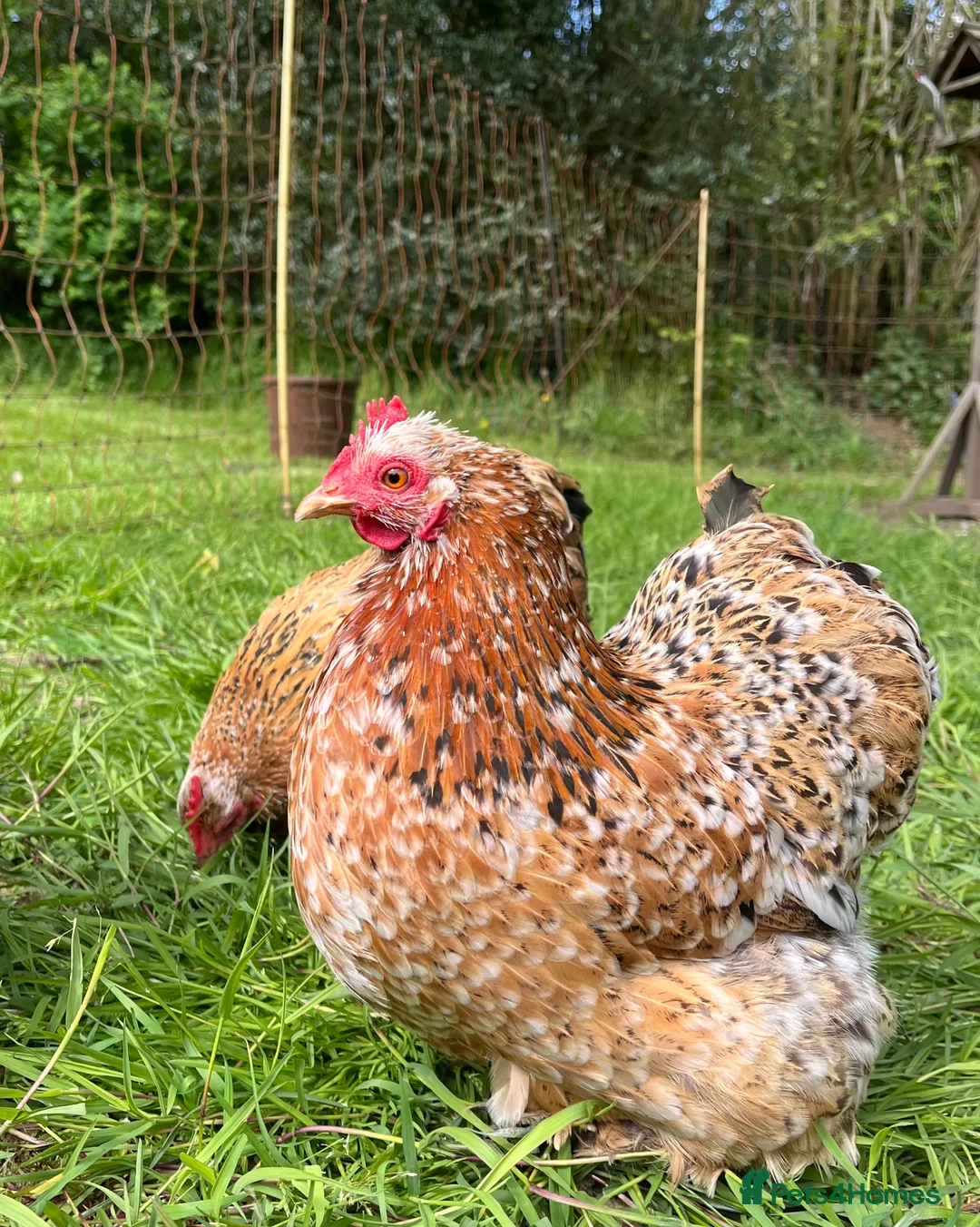 Chickens poultry for sale: Mottled Pekin Fertile bantam hatching eggs  - Advert 2