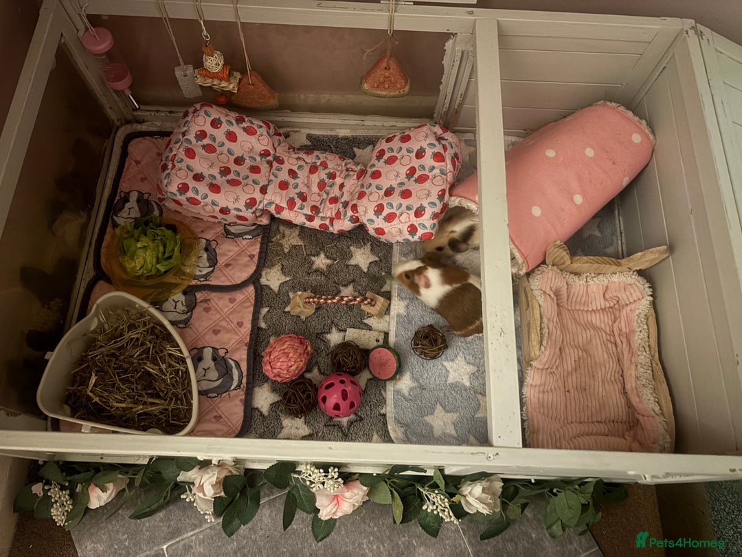 Guinea Pig rodents for sale: Two guinea pigs-with two cages and all accessories - Image 2