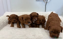 Cavapoo dogs for sale: 7 perfect f1b cavapoo’s. Fully dna & health clear. - Image 12