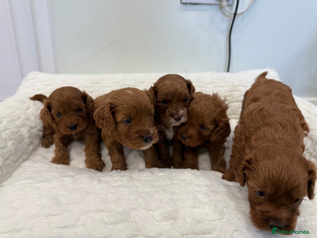 Cavapoo dogs for sale: 7 perfect f1b cavapoo’s. Fully dna & health clear. - Image 12