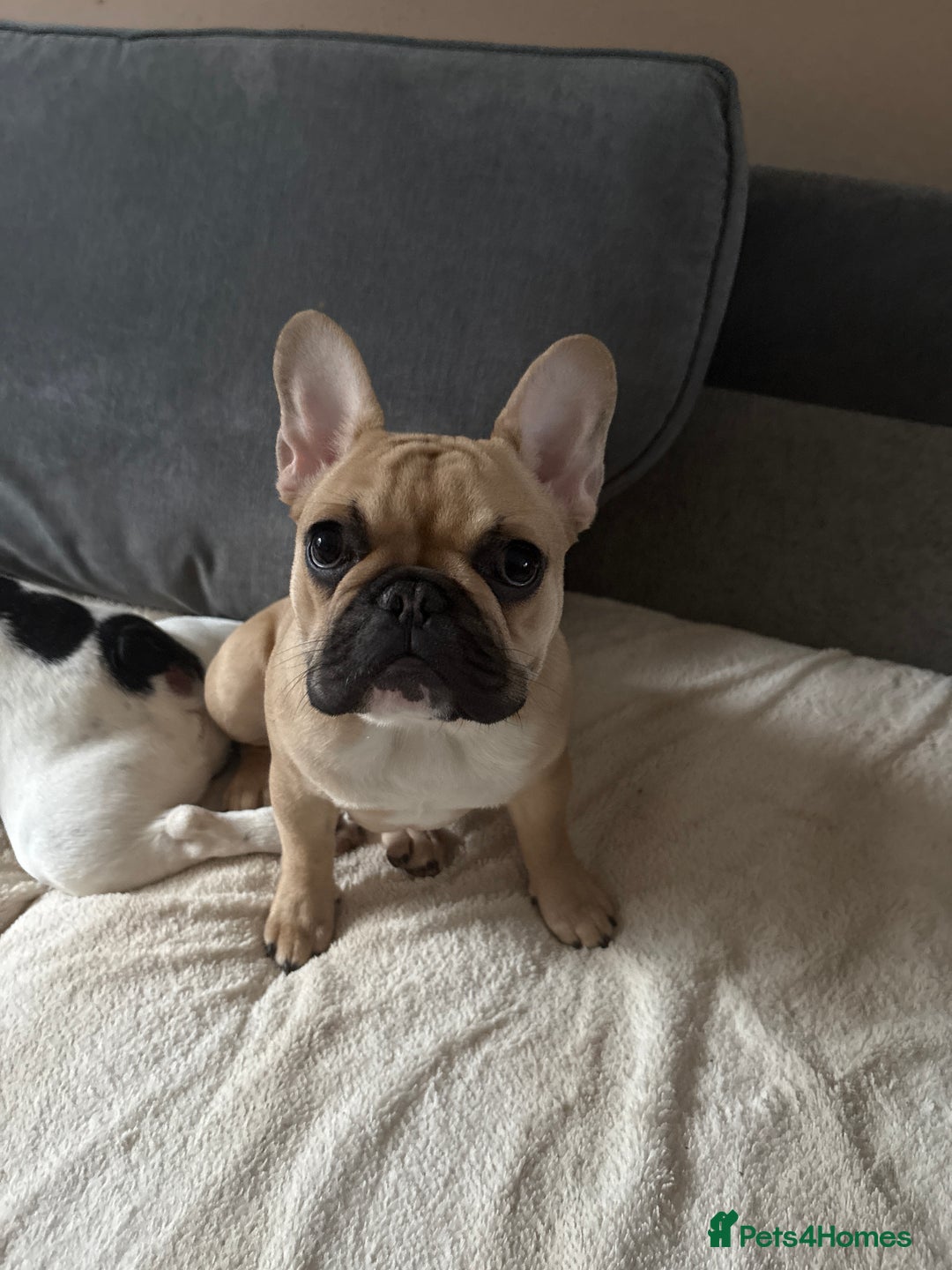 French Bulldog dogs for sale: Brownie  - Advert 2