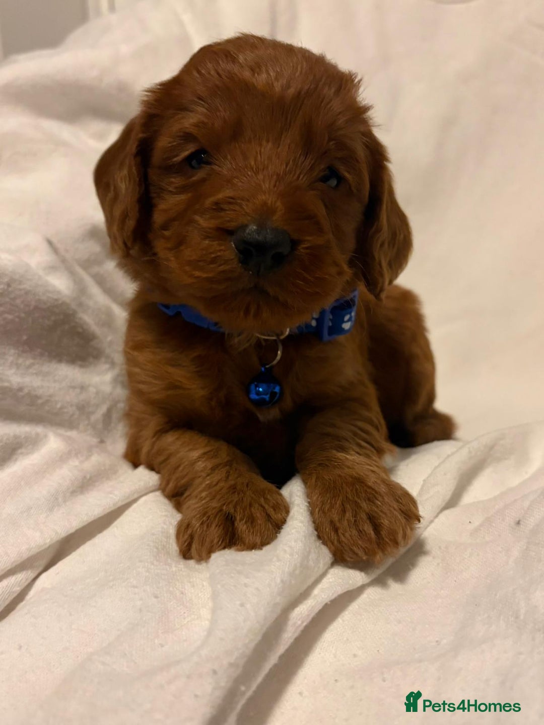 Cockapoo dogs for sale: Deep Red Cockapoos - Advert 19