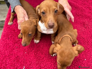 Miniature Dachshund dogs - Advert 5