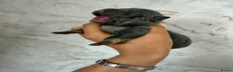 Mixed Breed dogs for sale: French bulldog x Staffordshire bull terrier  - Advert 10