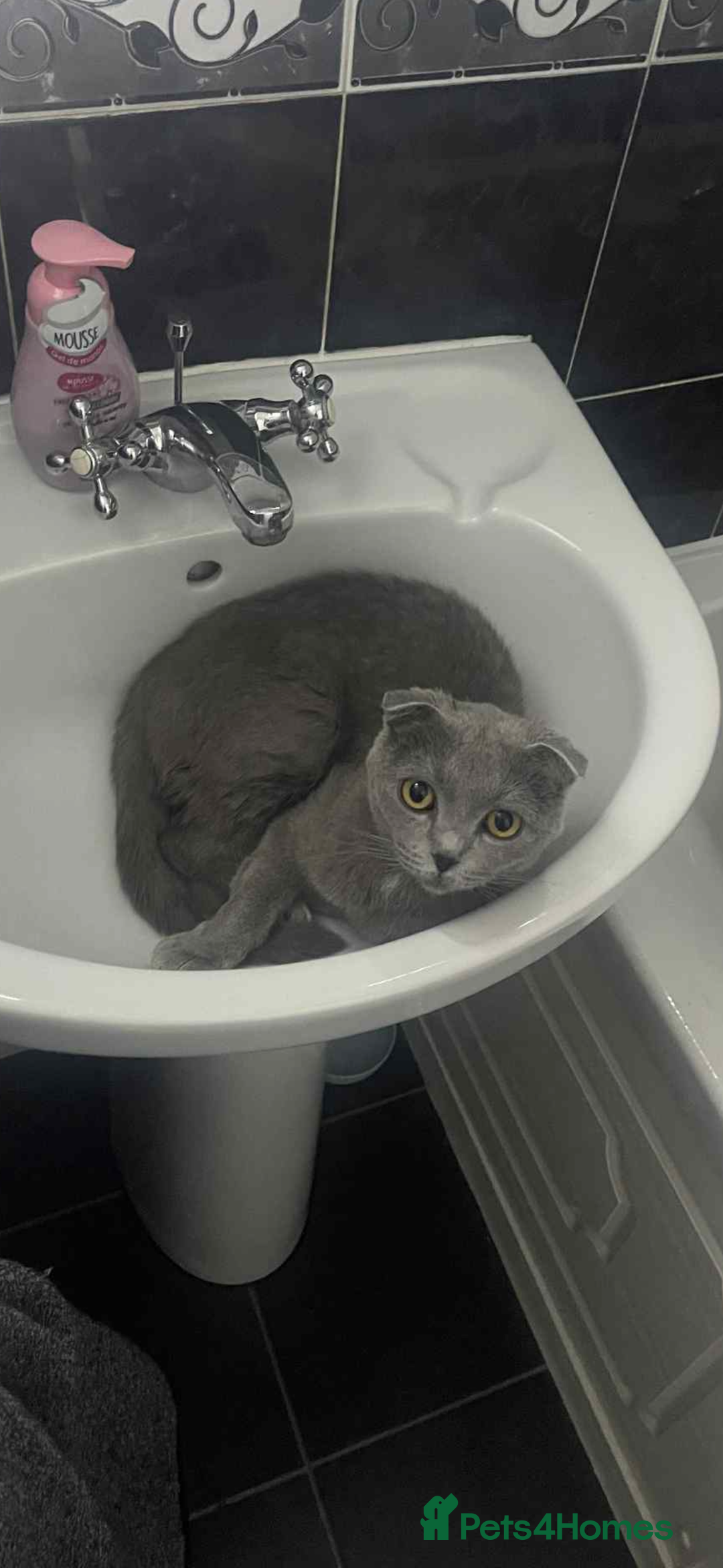 Scottish Fold cats for sale: Scottish Fold White Kittens - Image 5