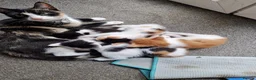 Mixed Breed cats for sale: Beautuful Kittens waiting for their furever homes - Advert 14