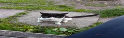 Mixed Breed cats for sale: 2 female cats - Advert 1
