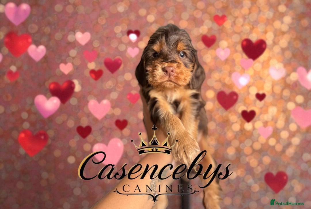 Cocker Spaniel dogs for sale: ❤️THE MOST INCREDIBLE DNA CLEAR SHOW SPANIELS❤️ - Advert 9