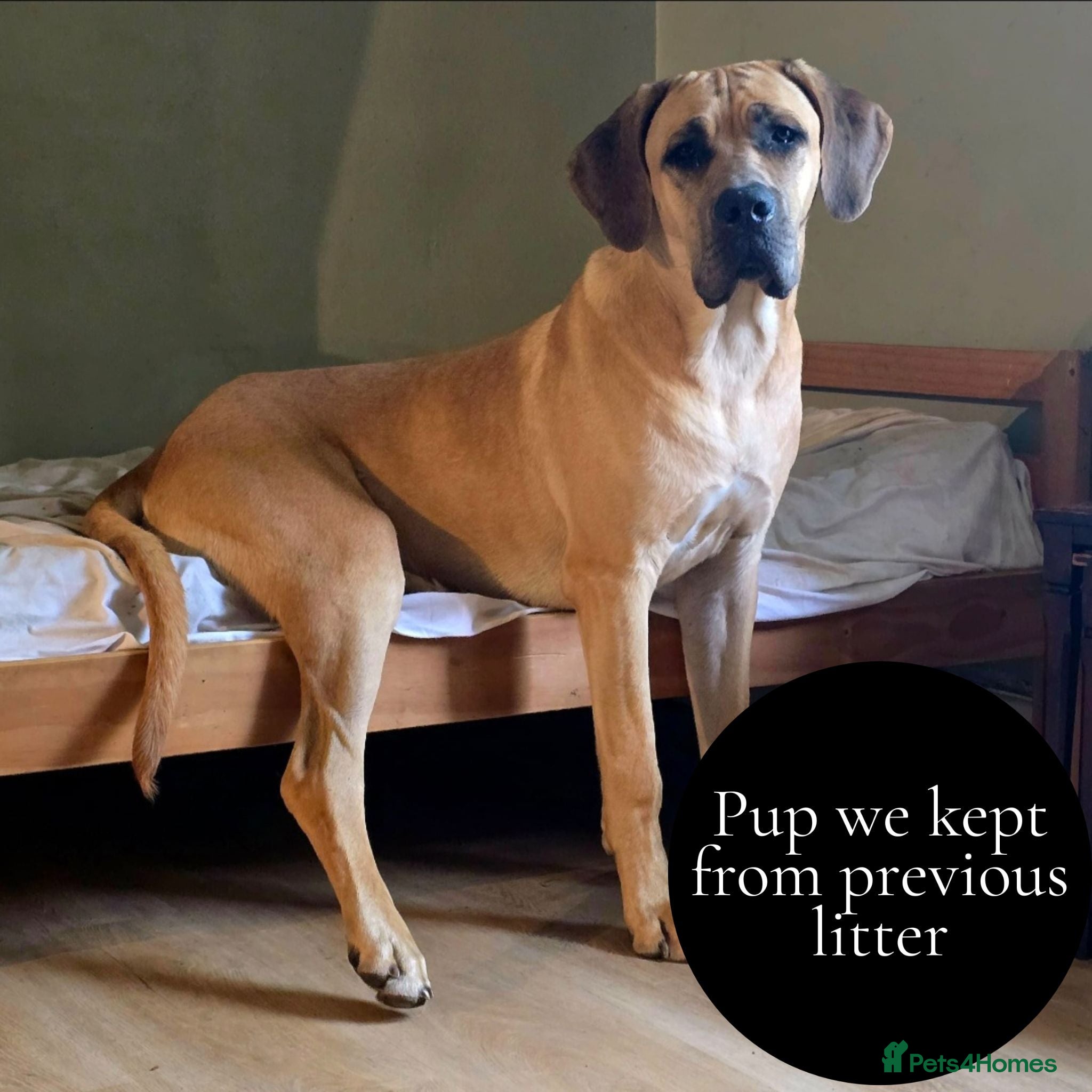 Mixed Breed dogs GreatDane x CaneCorso Pups-Exceptional Temperament - Advert 1