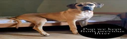 Mixed Breed dogs for sale: Chunky Silver Daniff Pups-Exceptional Temperament in Insch - Advert 3