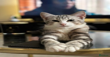 Siberian cats - Advert 16