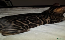 Bengal cats for sale: ❤️ PURE BENGAL KITTENS FOR RESERVATION! ❤️ in Birmingham - Image 32