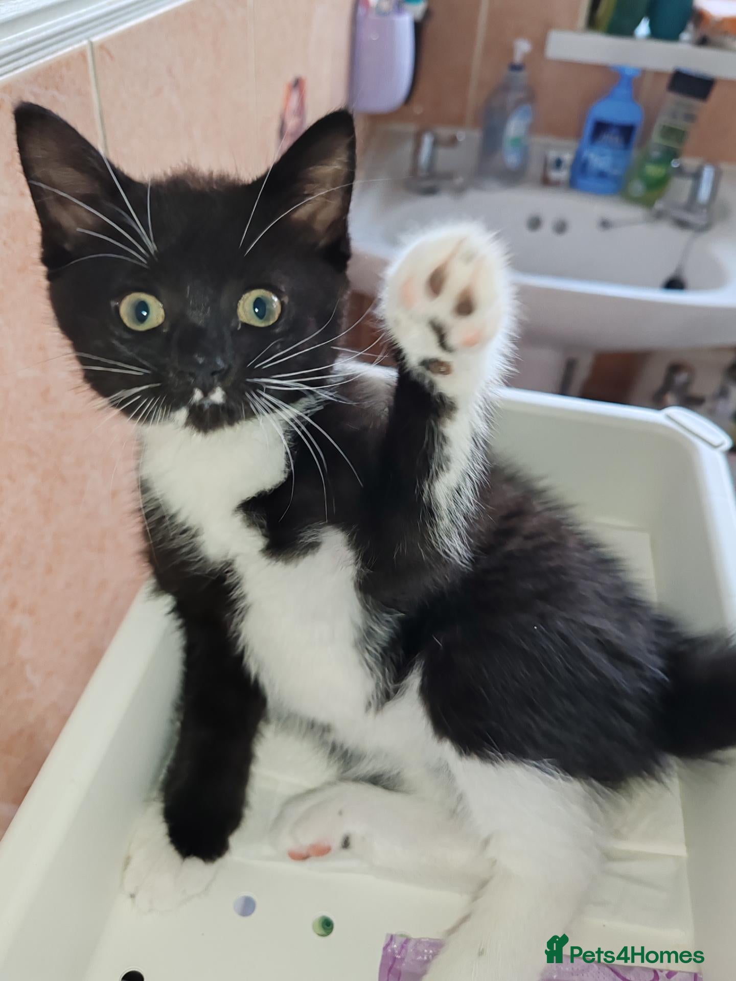 Mixed Breed cats Last baby kitten Tuxedo with Tabby - Advert 17