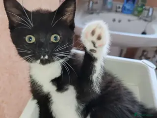 Mixed Breed cats Last baby kitten Tuxedo with Tabby - Advert 14