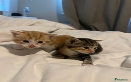 Mixed Breed cats for sale: 3 beautiful fluffy kittins  - Image 2