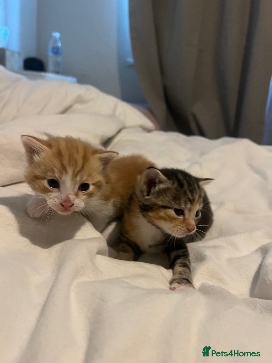 Mixed Breed cats for sale: 3 beautiful fluffy kittins  - Image 2