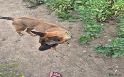 Belgian Shepherd Dog dogs for sale: 9 month Belgium Malinois  - Image 1