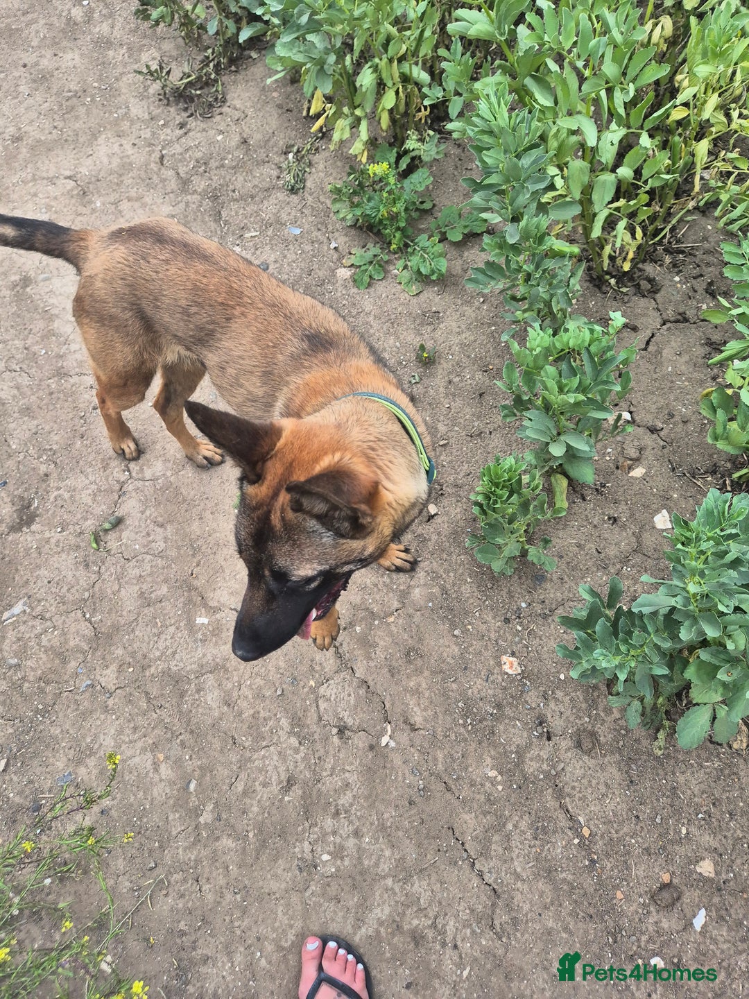 Belgian Shepherd Dog dogs for sale: 9 month Belgium Malinois  - Image 1