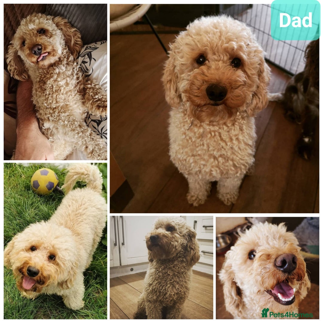 Cockapoo dogs for sale: F1 Cockapoos. DNA Health Tested  in Pershore - Image 2
