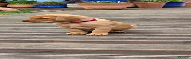 Labrador Retriever Puppy 1