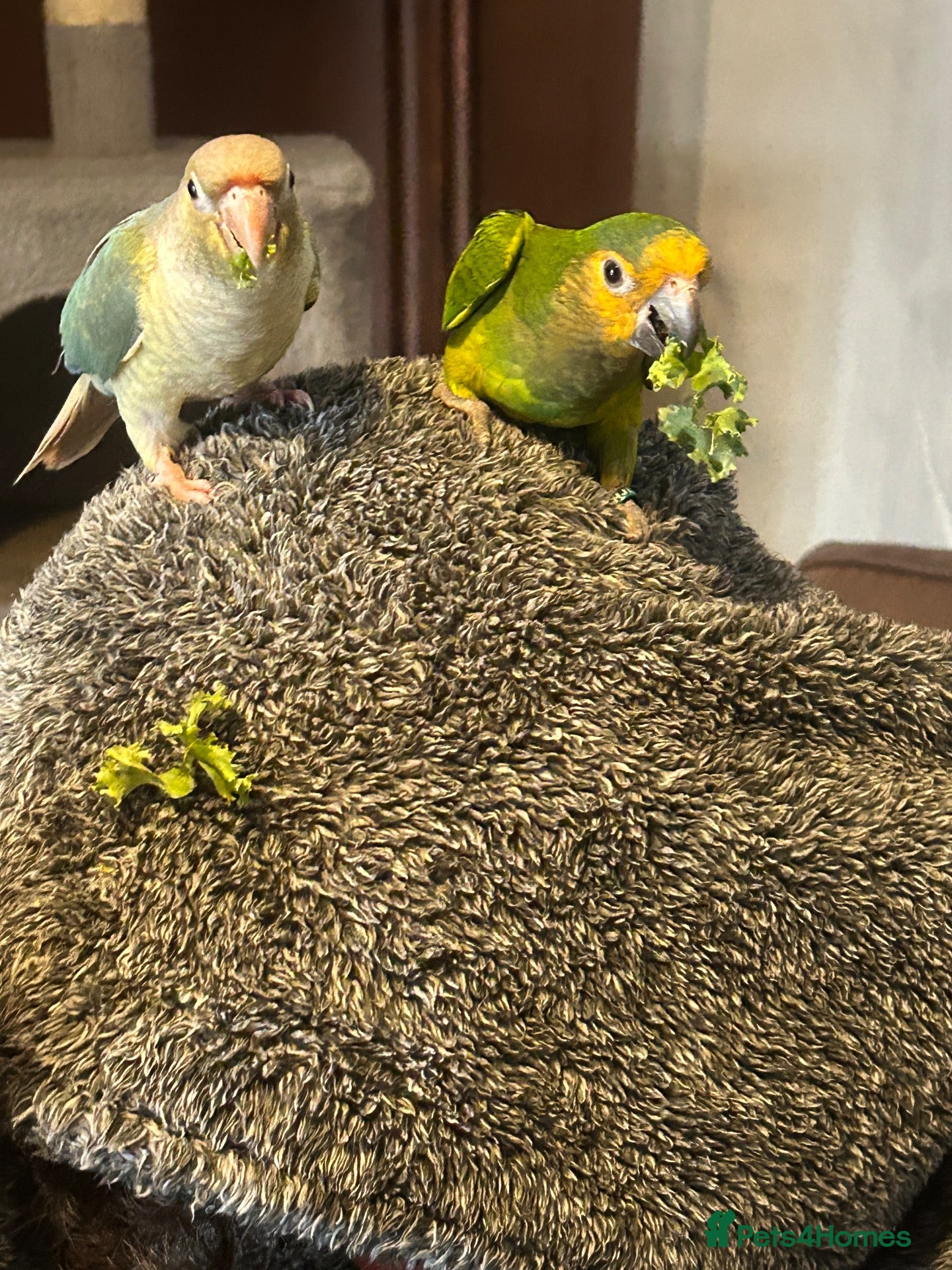 Conures birds for sale: Pair of conures - Advert 3