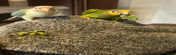 Conures birds for sale: Pair of conures in Ipswich - Advert 1