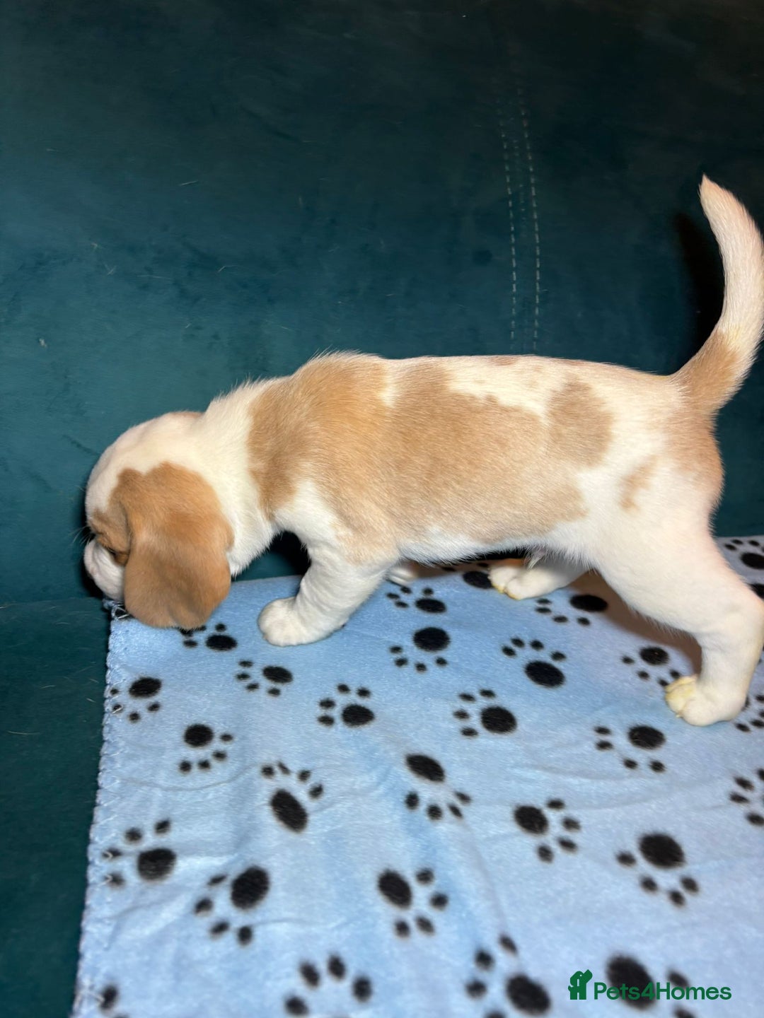 Beagle dogs for sale: Adorable Beagle Puppies for Sale - Advert 28