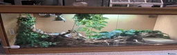 Skink reptiles for sale: Northern blue tongued skink in Sheffield - Advert 5