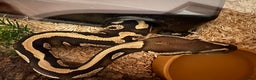 Python Snake reptiles for sale: Male Royal Python - Advert 3
