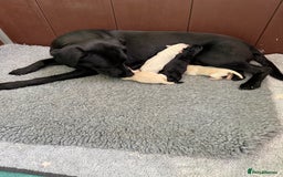 Labrador Retriever dogs for sale: KC health tested Labrador Pups  - Image 20