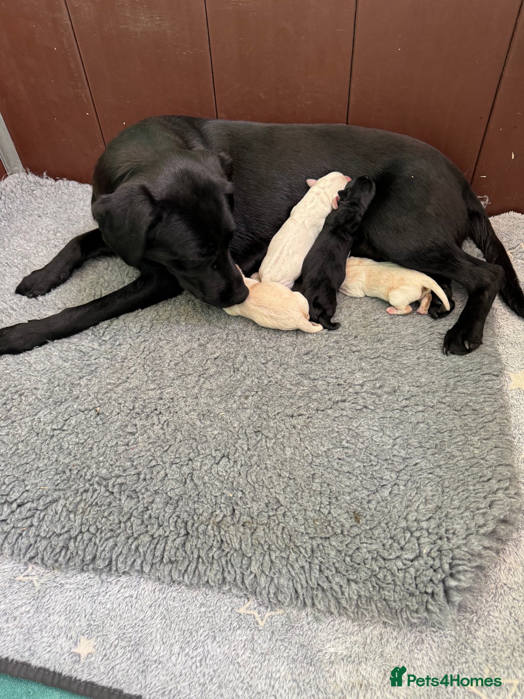 Labrador Retriever dogs for sale: KC health tested Labrador Pups  - Image 20