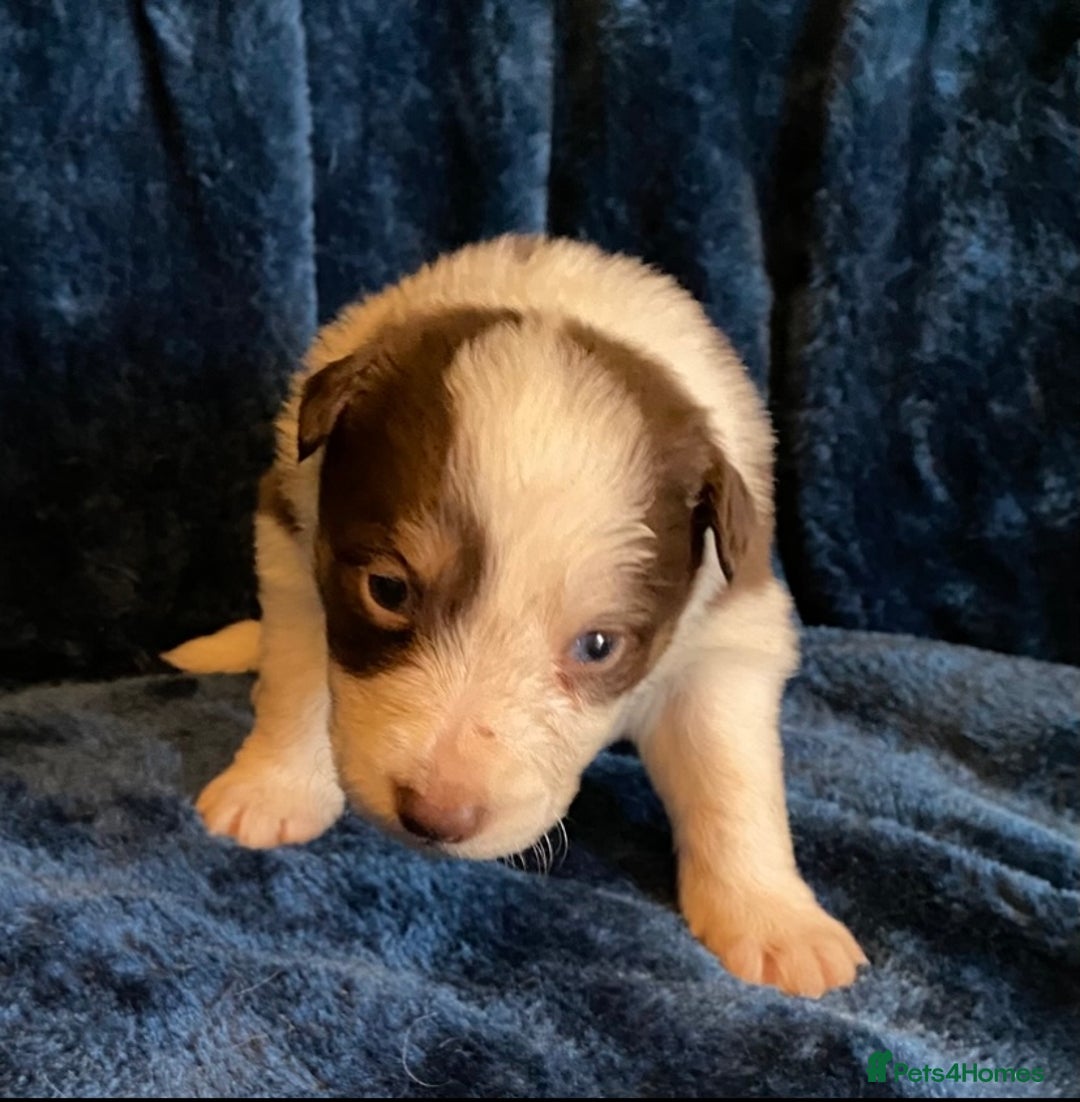 Border Collie dogs for sale: Quality Red, White & Gold Border Collie Pups - Advert 12