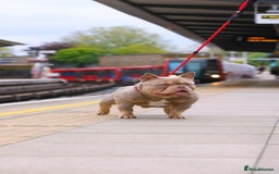 American Bully dogs for stud: ZEEK DA FREAK  - Image 1