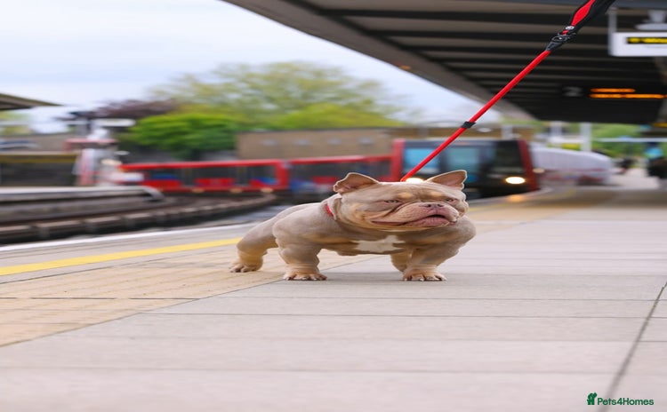 American Bully dogs - Advert 3