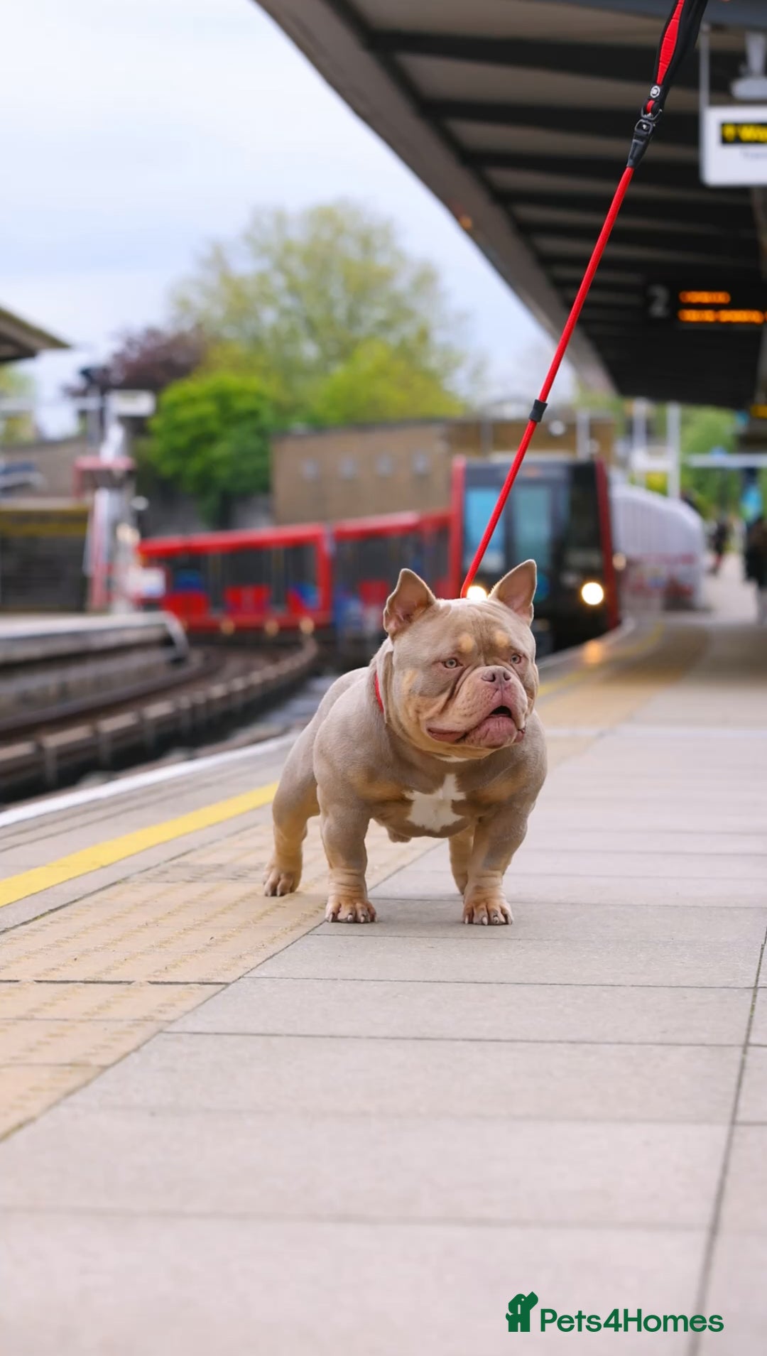 American Bully dogs for stud: ZEEK DA FREAK  - Image 1
