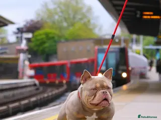 American Bully dogs ZEEK DA FREAK - Advert 4