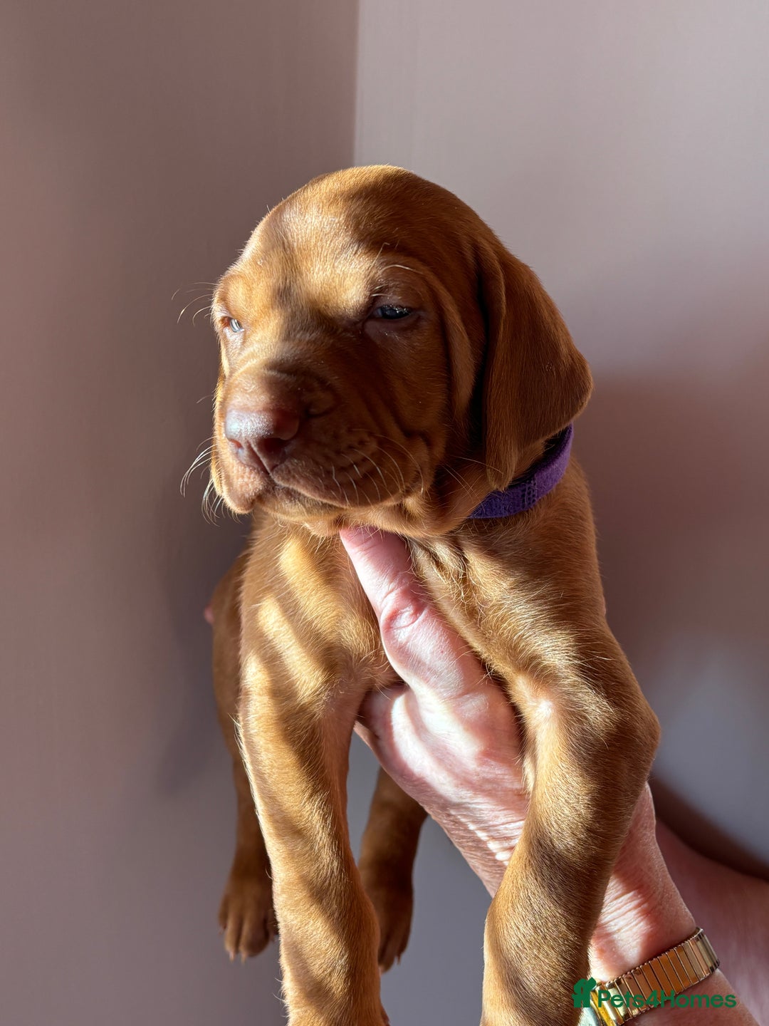 Hungarian Vizsla dogs for sale: Hungarian Vizsla Puppies - Advert 5