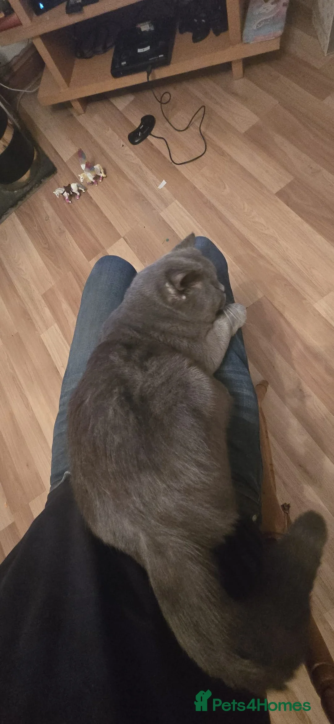 British Shorthair cats for sale: British Blue Male GCCF & TICA REGISTERED  - Advert 8