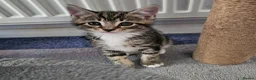 Mixed Breed cats for sale: 4 Gorgeous Tabby Kittens Ready for Loving Homes in Wakefield - Advert 3