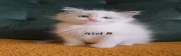 Ragdoll cats for sale: Show quality kittens ready 22nd - Advert 11