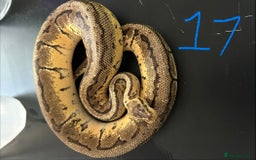 Python Snake reptiles for sale: Royal Pythons - Image 17