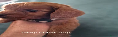 Cockapoo 3