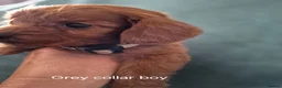Cockapoo dogs for sale: Cockapoo puppies - Advert 18