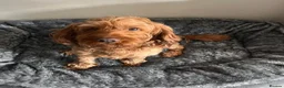 Cockapoo dogs for sale: F2 Cockapoo Puppies - Home Bred - Advert 5