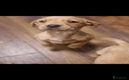 Labrador Retriever dogs for sale: Kc reg labradore puppies - Image 8