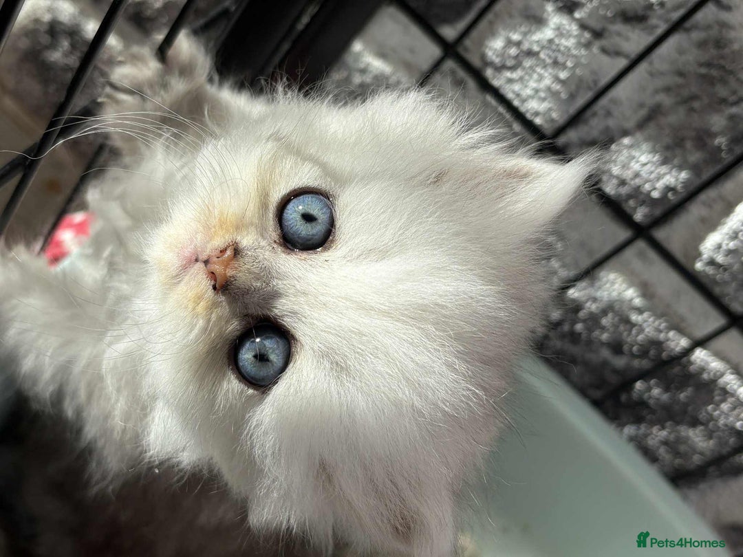 Persian cats for sale: Pure chinchilla doll face Persian kittens - Image 20