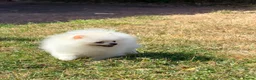 Pomeranian dogs for sale: Stunning Tiny Pomeranian Puppy Girl Available in London - Advert 6